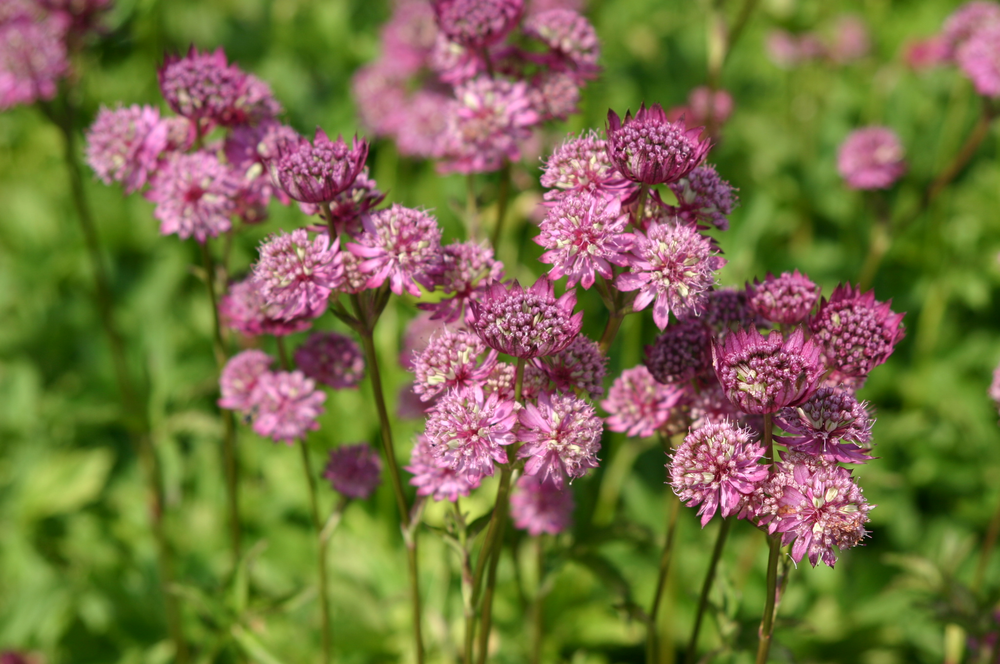 Astrantia major 'Roma'